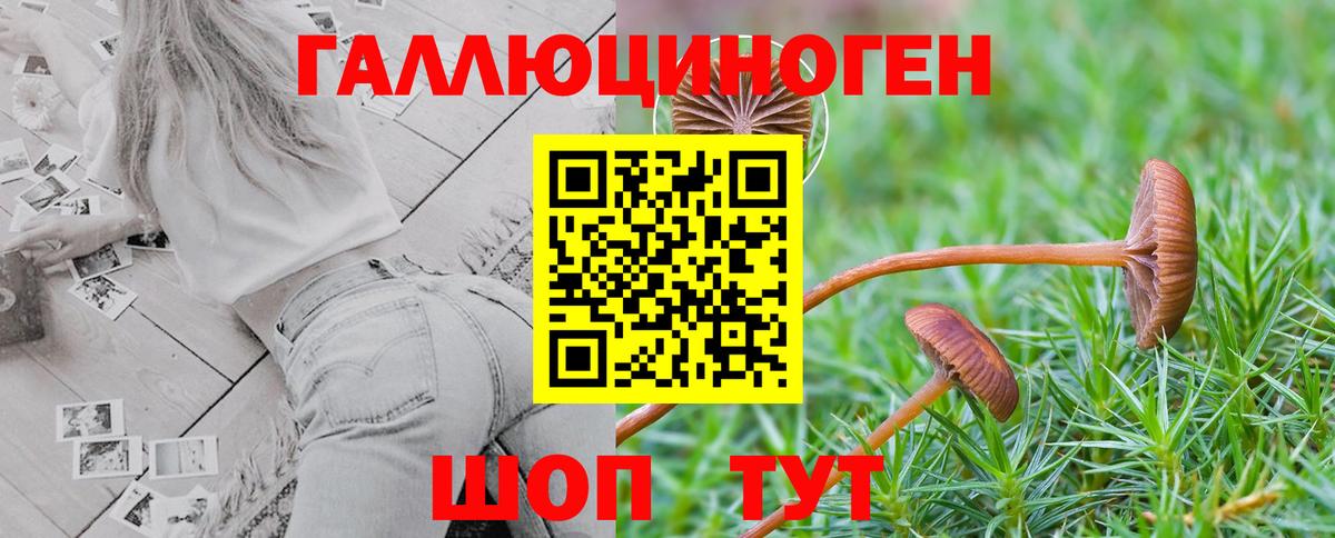 Псилоцибиновые грибы Psilocybe Большой Камень